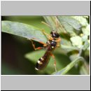 Mellinus crabroneus - Grabwespe w16 12mm - OS-Wallenhorst Sandgrube.jpg